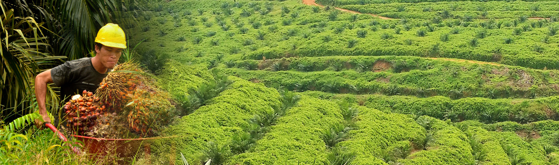 NO EXPLOITATION - AEP Nusantara Plantations