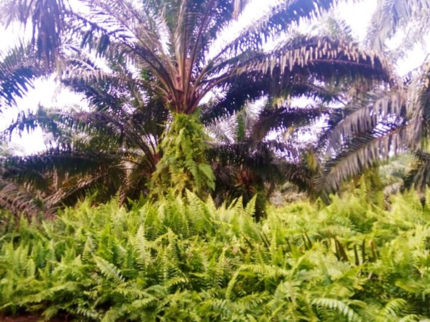 Thick Nephrolepis on the Palm Inter-rows
