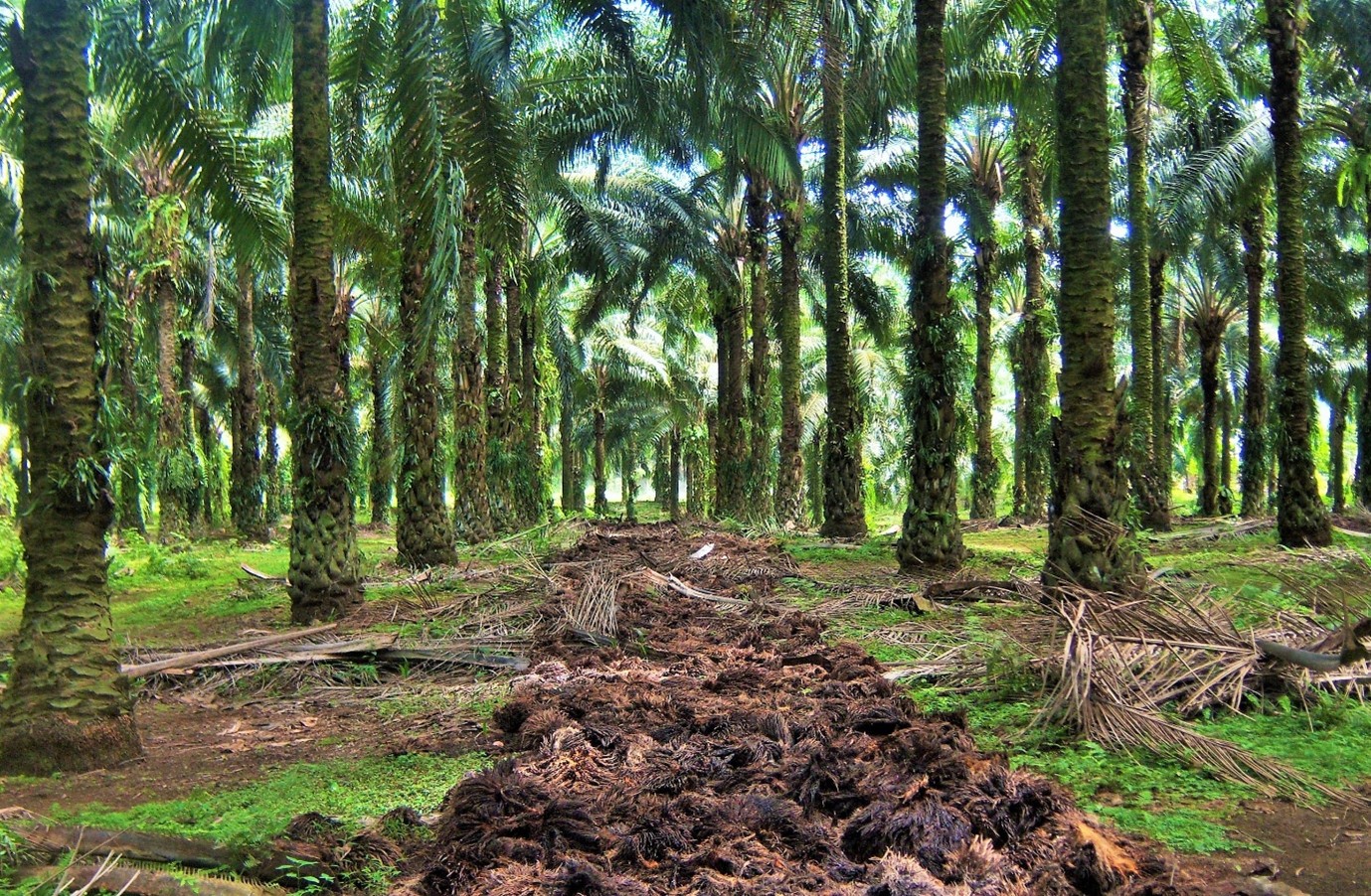 Field Application of Empty Fruit Bunches at PT Ukindo