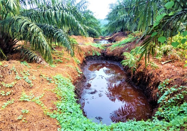 Mill Discharge Applied as Organic Fertilisers