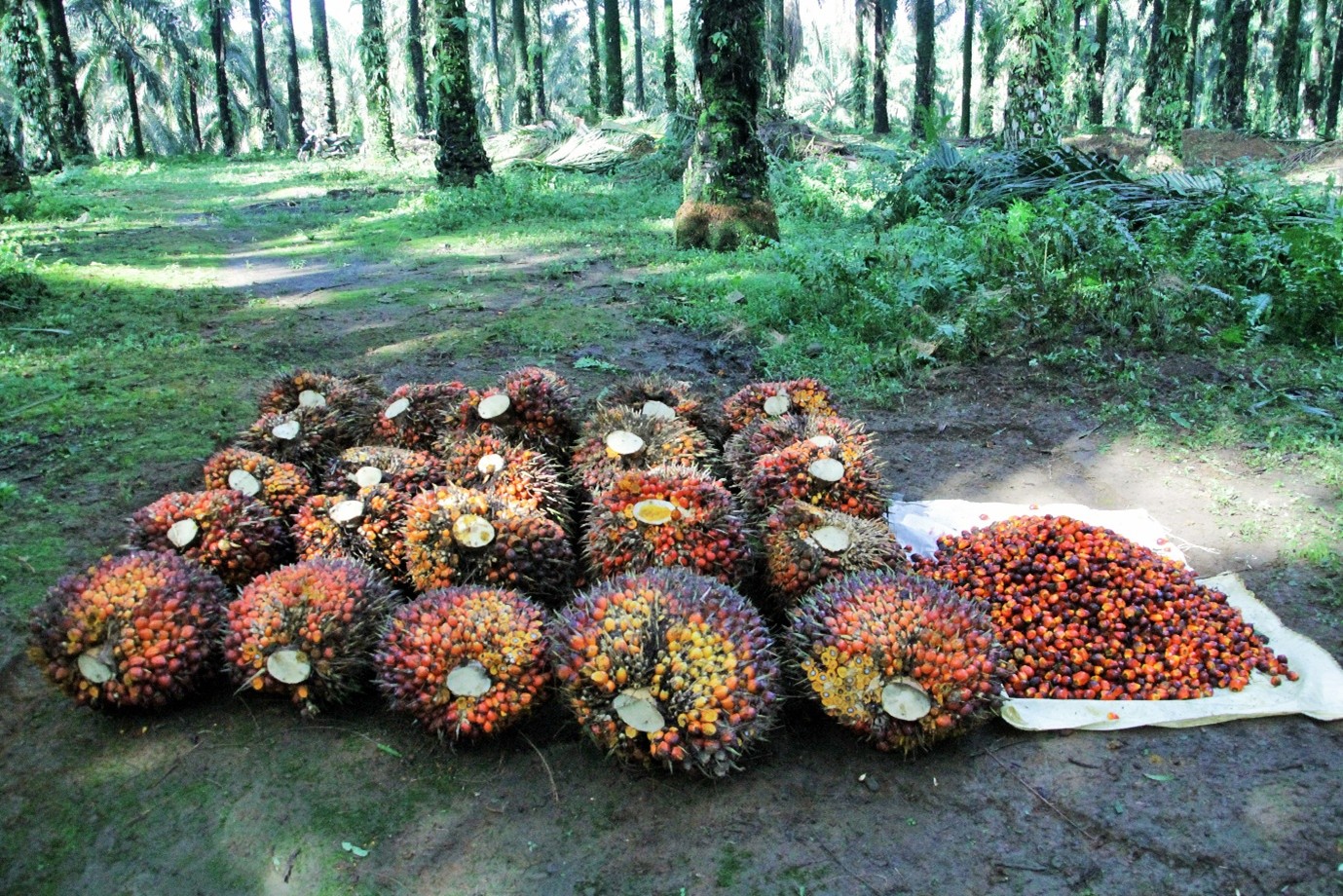 Freshly Cut Bunches - AEP Nusantara Quality Standards