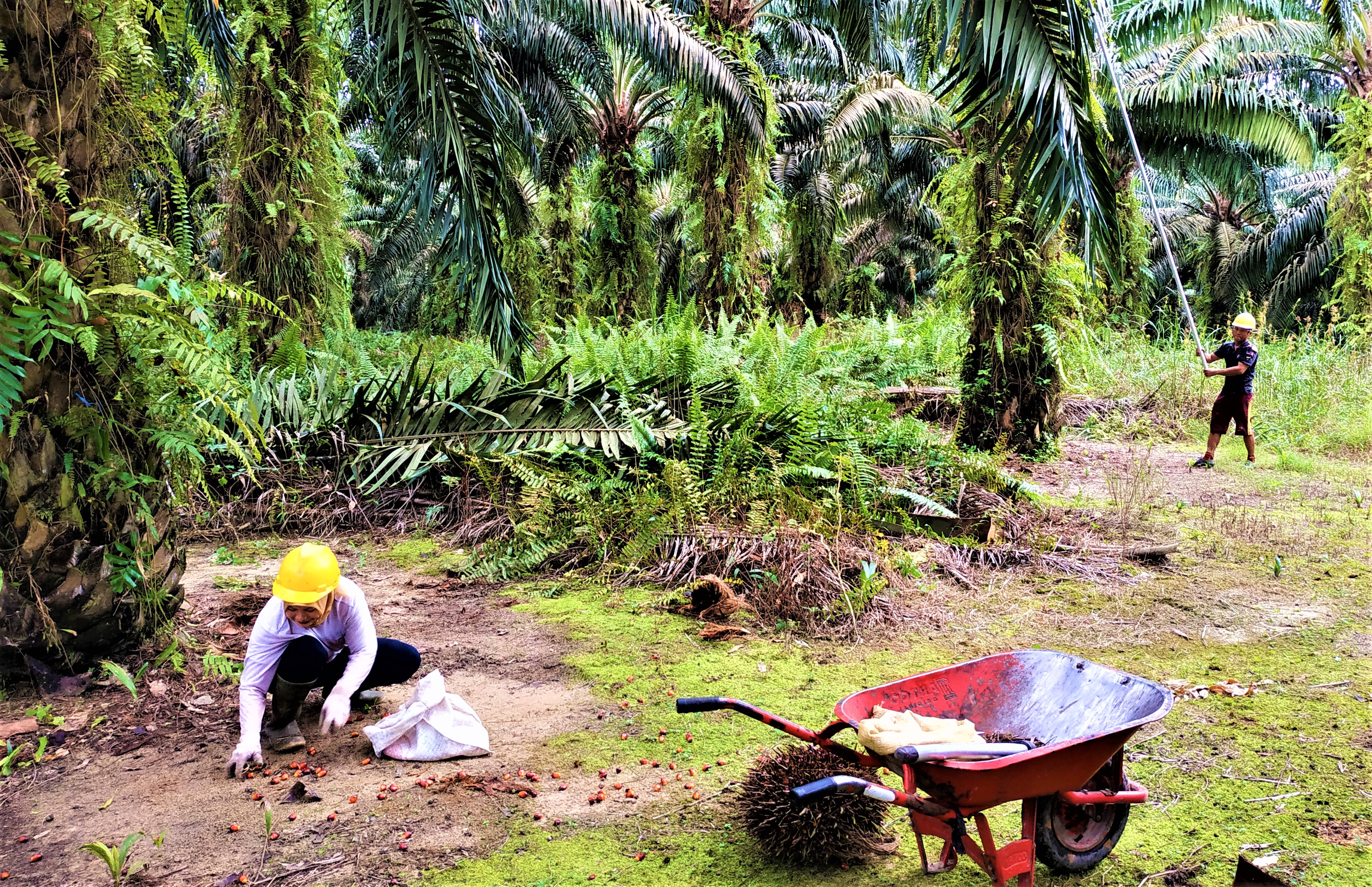 Husband-and-Wife Harvesting Team at Estate